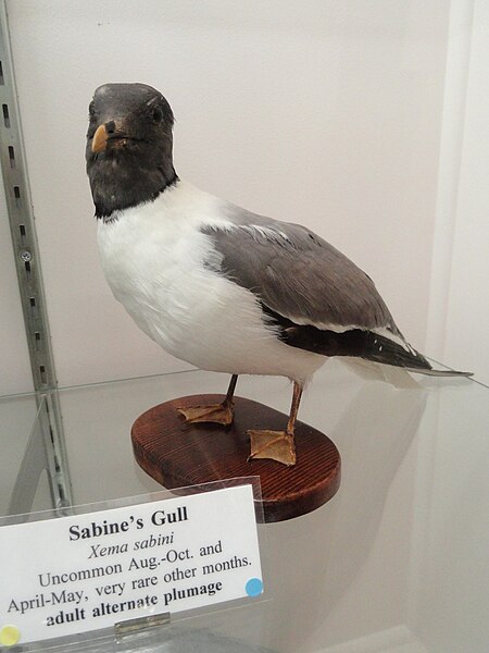 File:Xema sabini - Pacific Grove Museum of Natural History - DSC06749.JPG