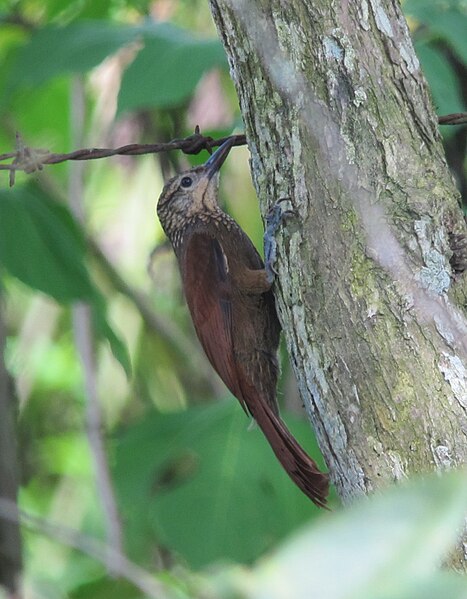 File:Xiphorhynchus susurrans Trepatroncos cacao Cocoa Woodcreeper (6678601795).jpg