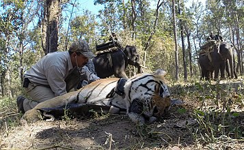 Y. V. Jhala checking health status of the sedated tiger. YVJ tiger 2.jpg