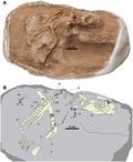 Miniatuur voor Bestand:Yamaceratops MPC-D 100 553 specimen.png