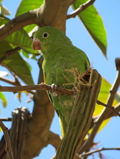 Yellow-chevroned parakeet species of bird