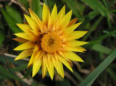 Straw flower