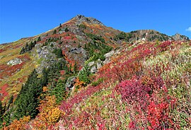 Tog'dagi Baker Wilderness.jpg-dagi sariq Aster Butte