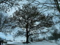 Čeština: Dub s pomníkem ve vsi Zátoň v okrese Prachatice. English: Oak tree with a memorial in the village of Zátoň, Prachatice District, South Bohemian Region, Czech Republic.