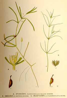Zannichelliaceae