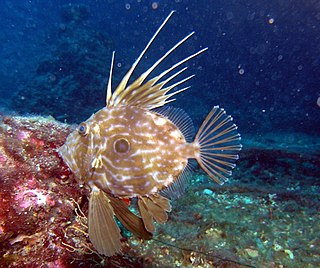 Zeiformes order of fishes