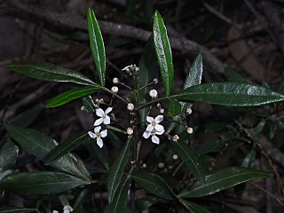 <i>Zieria oreocena</i> species of plant