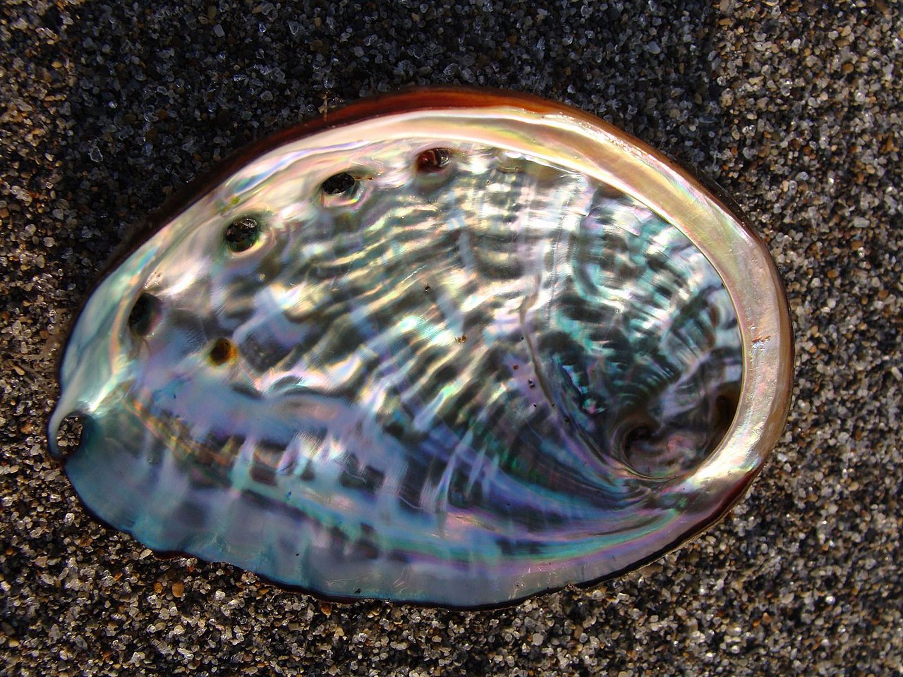 アワビの貝殻コスメ/美容