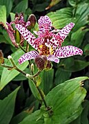 Tricyrtis formosana - Flower