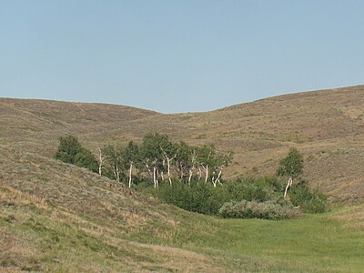 Bosque de abedules