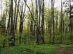 Parque forestal Valuev - bosque de arce y tilo.jpg