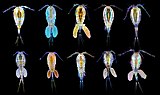 Several copepod species