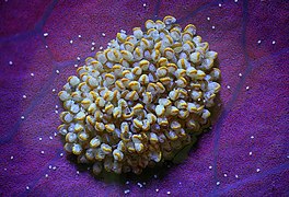Сорус папоротника Polypodium aureum 2.jpg