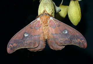 <i>Rhodinia fugax</i> Species of moth