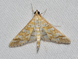 <i>Epipagis fenestralis</i> Species of moth