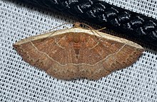 - 9025 – Oruza albocostaliata – White Edge Moth (19092606076).jpg