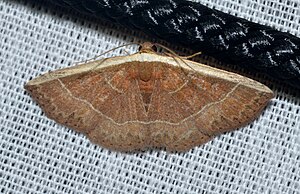 - 9025 – Oruza albocostaliata – White Edge Moth (19092606076).jpg