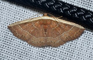 <i>Oruza</i> genus of moths of the Noctuidae family