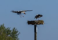 Rank: 21 Stork couple (Ciconia ciconia) building nest