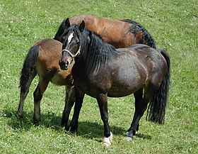 Groupe de Trait slovène