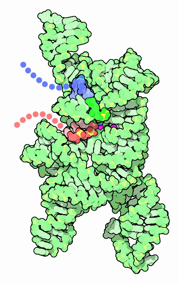 65-Self-Splicing-RNA-1u6b