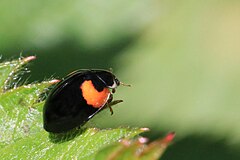 10-spot ladybird (Adalia decempunctata) Cumnor.jpg