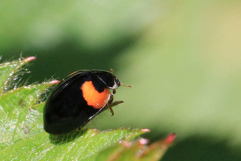 File:10-spot ladybird (Adalia decempunctata) Cumnor.jpg