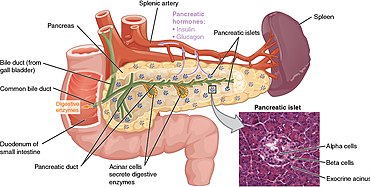 Pancreas - Wikipedia