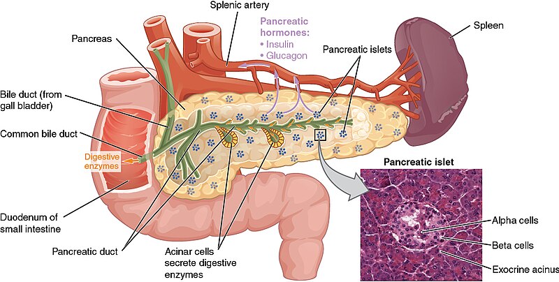 File:1820 The Pancreas.jpg