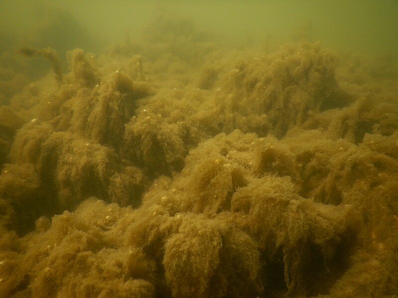 File:1 pullulation algobactérienne sur les gabions rive droite Deûle après écluse du grand carré Deûle 7 avril 2018.jpg