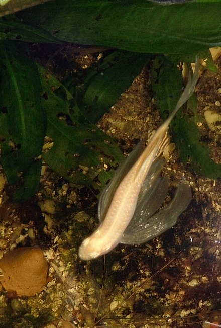 A zebrafish genetically modified to have long fins