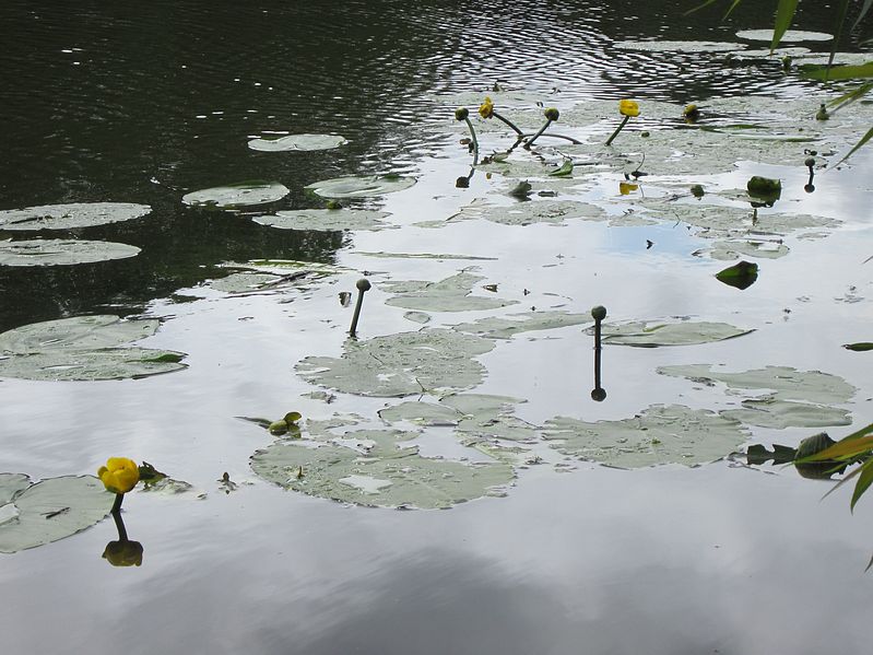 File:20130703Seerose Saarbruecken.jpg