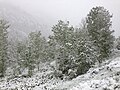 Snow on June 17 at Thomas Canyon Campground in Lamoille Canyon, Nevada (6 sub-categories).