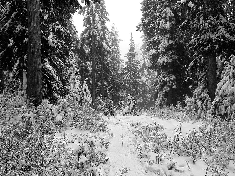 File:2014-365-362 Snow on the Mountain (16132788051).jpg