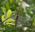 Großer Blaupfeil - Orthetrum cancellatum, Weibchen