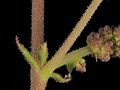 2016-07-09-10.54.59 ZS PMax Acalypha californica-1 (28168650446).jpg