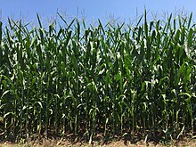 Corn field in Madison Mills 2016-07-21 12 16 29 Corn field along Virginia State Route 230 (Orange Road) just west of U.S. Route 15 (James Madison Highway) in Madison Mills, Madison County, Virginia.jpg