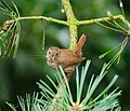 Zaunkönig - Troglodytes troglodytes