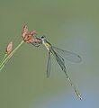 (Westliche) Weidenjungfer - Lestes viridis, Männchen