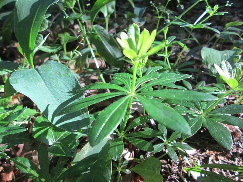 File:20190608Galium odoratum1.jpg