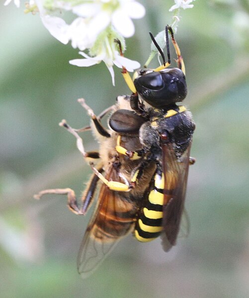 File:2019 08 19 Ectemnius fossorius w1c.jpg