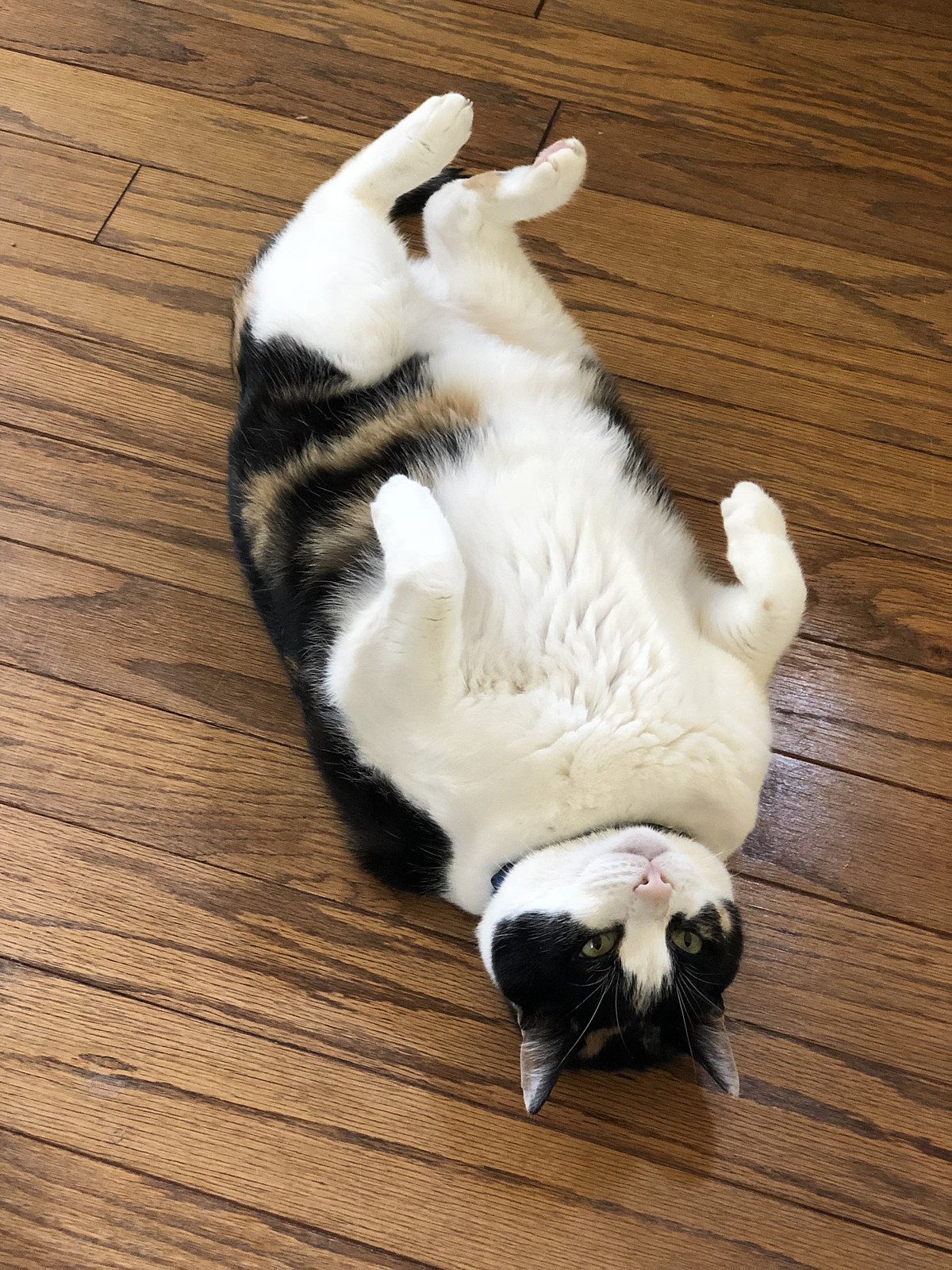 File20200516 16 50 09 Calico cat lying on her back on a wooden floor