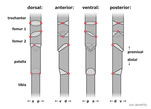 Solifugid (leg 3-4 articulations) ヒヨケムシ（第3-4脚の関節）