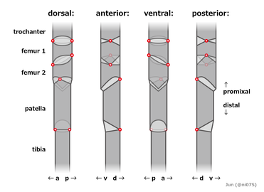 ヒヨケムシの第3-4脚。上から順に2節のピボット関節と、それぞれ1節の単関節丘関節とヒンジ関節を示す。 暗灰色：肢節、薄灰色：節間膜、赤丸：関節丘