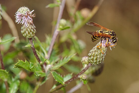 European Paper Wasp on a flower