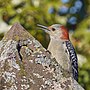 Thumbnail for File:20231017 red bellied woodpecker old south cemetery PND07384.jpg