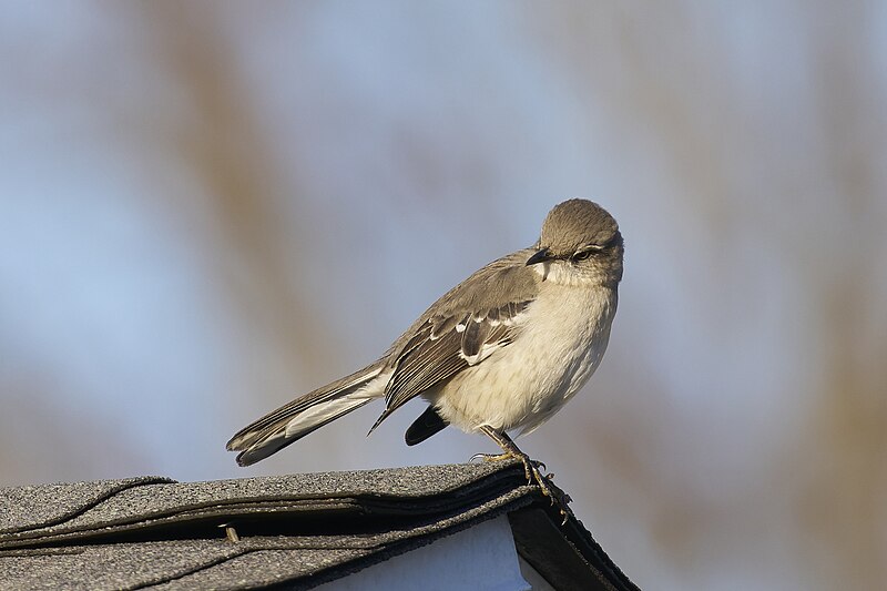 File:202403081739 northern mockingbird south meadows PD202948.jpg