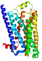 β1–Adrenoceptor