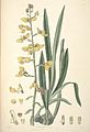 Eulophia speciosa (as syn. Lissochilus speciosus) plate 31 in: John Lindley: Collectanea botanica, London (1821)