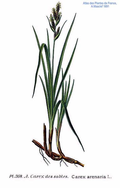 File:364 Carex arenaria L.jpg